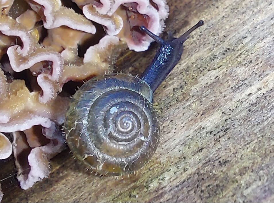 𝗡𝗶𝗲𝗹𝘀 𝗱𝗲 𝗭𝘄𝗮𝗿𝘁𝗲 tweet media