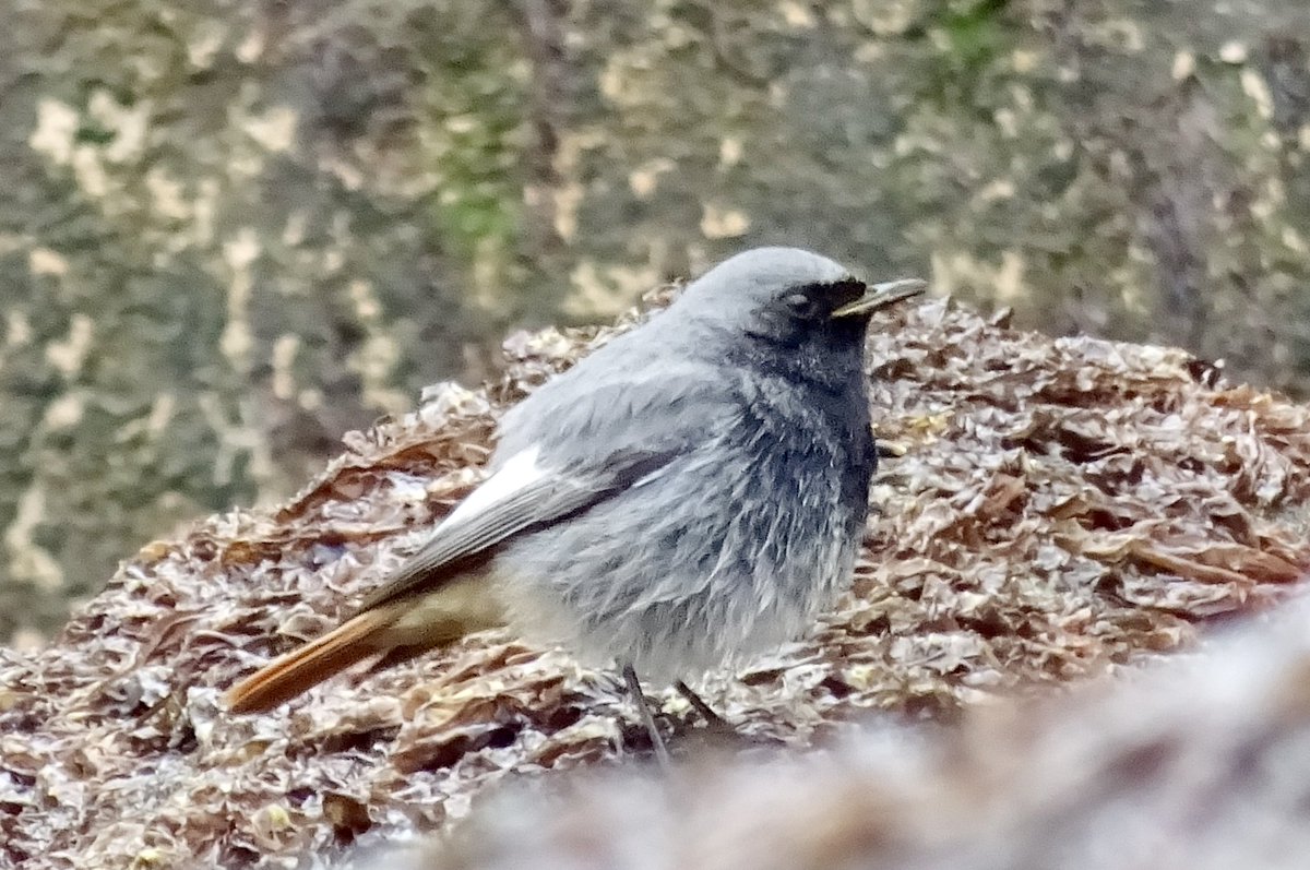 Long staying Black Redstart still near Brighton Marina today @Natures_Voice @bto @RareBirdAlertUK @BirdTrack @BBCSpringwatch #rarebirds #birding #TwitterNatureCommunity