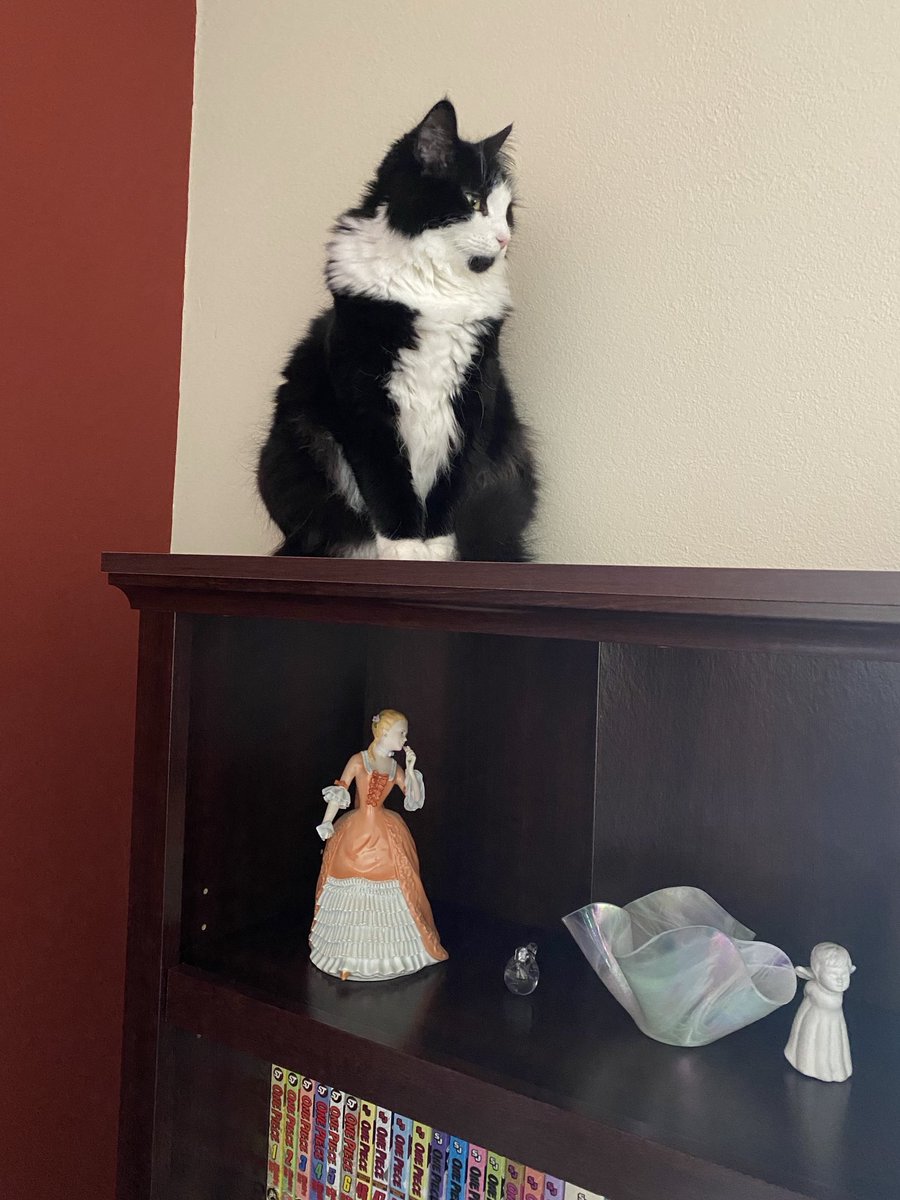 🐾This #TuxieTuesday I’ve decided to    
     pose like that 🧡🤍 statue 👇 me.
     Sending ❤️, 😘 &🤗 to all.🐾
      🖤🤍~Sally

#CatsOfTwitter #CatsOfX #CatsAreFamily #AdoptDontShop #CatVibes #Cats