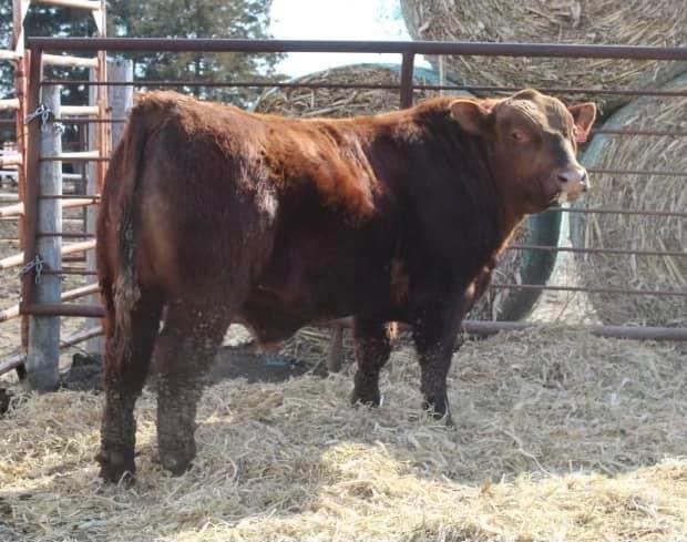 CrossCoFFA's tweet photo. Cross County FFA is selling a purebred red angus yearling bull, raised at our school! This Propulsion son offers calving ease and great growth rates. Interested? Call Mr. O'Brien at 402-640-8535. @CrossCounty1 https://t.co/kjit6Z81Cl