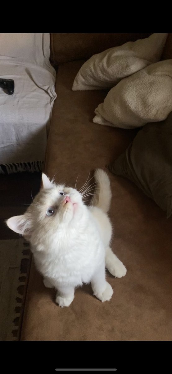 Soft_Paws tweet media