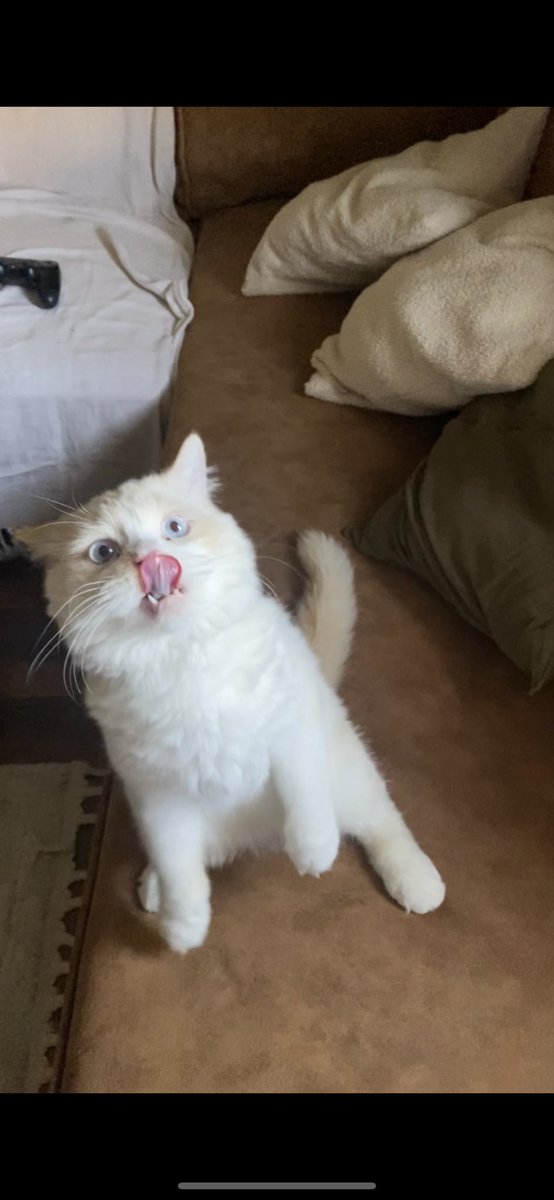 Soft_Paws tweet media