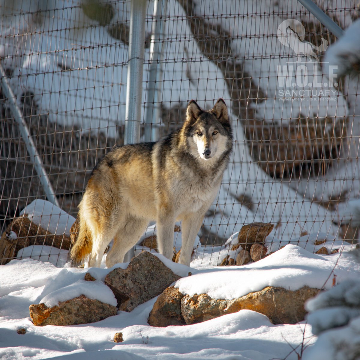 WOLFSanctuaryCO tweet picture