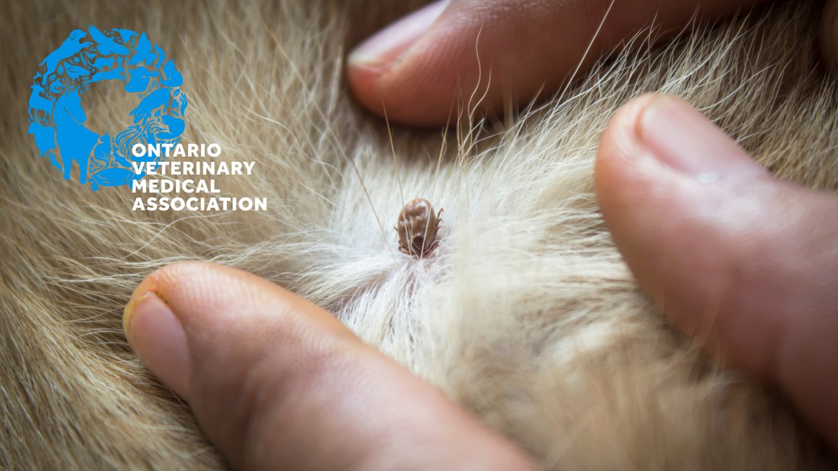 As the temperature continues to rise, it's a good idea to remind yourself about tick and parasite prevention for your pets. This #NationalTickAwarenessMonth, talk to your veterinarian about how to best protect your pet.