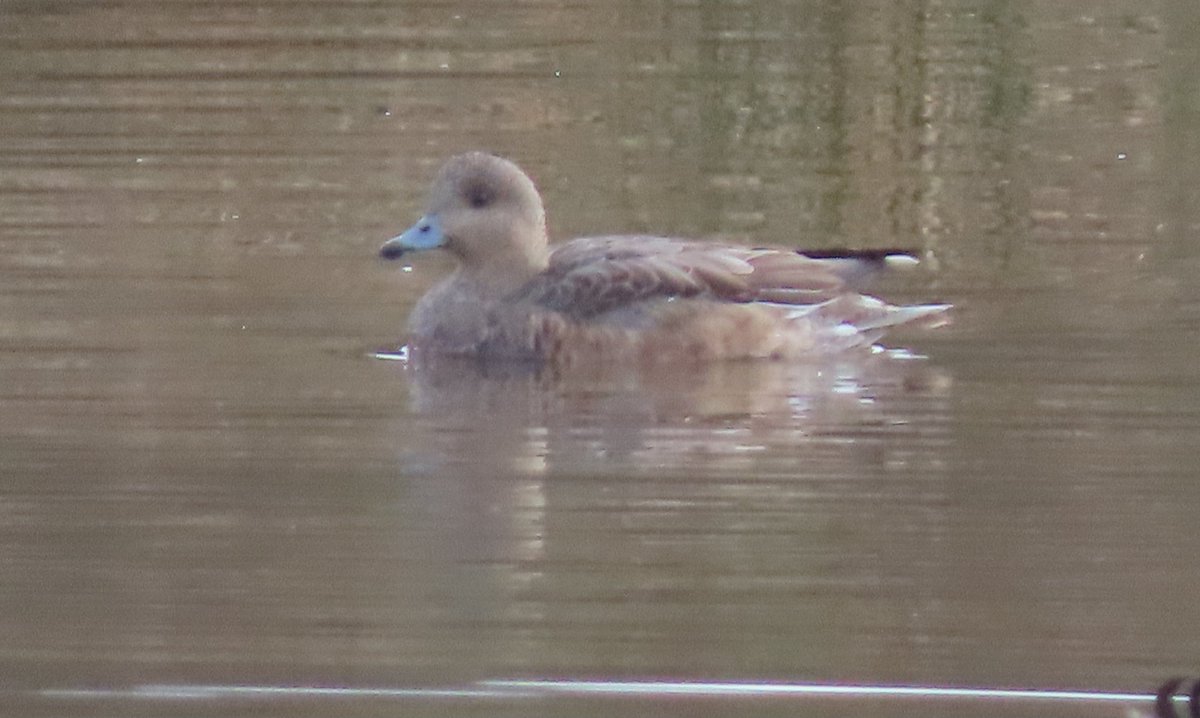 Jackhaye's tweet photo. Usual slim pickings in n staffs: #StanleyPool 1 goosander, 1 metalringed LBBG.
Cheddleton STW: 36 spp inc a vaguely interesting wigeon (NFS).
Morridge : sweet sound of skylarks, nowt else.
Longsdon mill pool: stacks of snipe, loads of lapwing. https://t.co/xzAwrFm7Bg