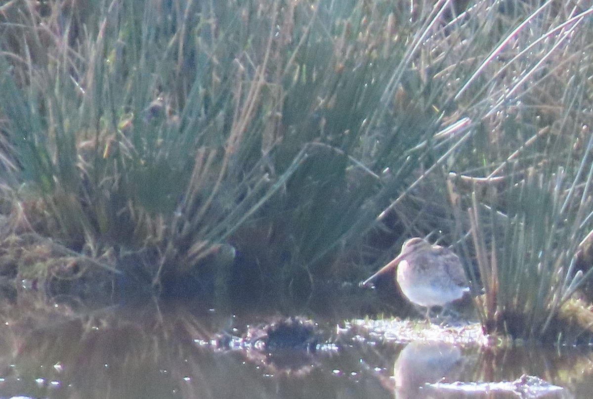 Jackhaye's tweet photo. Usual slim pickings in n staffs: #StanleyPool 1 goosander, 1 metalringed LBBG.
Cheddleton STW: 36 spp inc a vaguely interesting wigeon (NFS).
Morridge : sweet sound of skylarks, nowt else.
Longsdon mill pool: stacks of snipe, loads of lapwing. https://t.co/xzAwrFm7Bg
