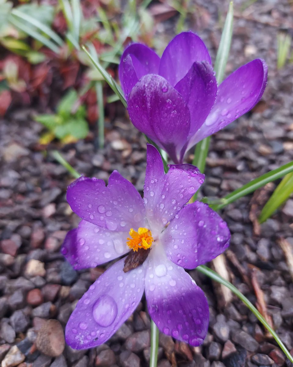 FantasiaMeadows's tweet photo. @Aberglasney looking beautiful today!  😍

#garden #WALES https://t.co/OnuILCbyyl