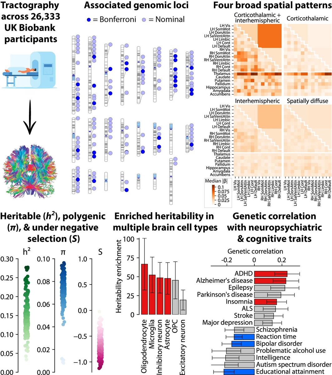 I'm super proud of this work on decoding the genetic basis of structural connectivity, led by @michaelwainberg in collab with @ColinHawco's group, now out in @NatureComms! nature.com/articles/s4146…