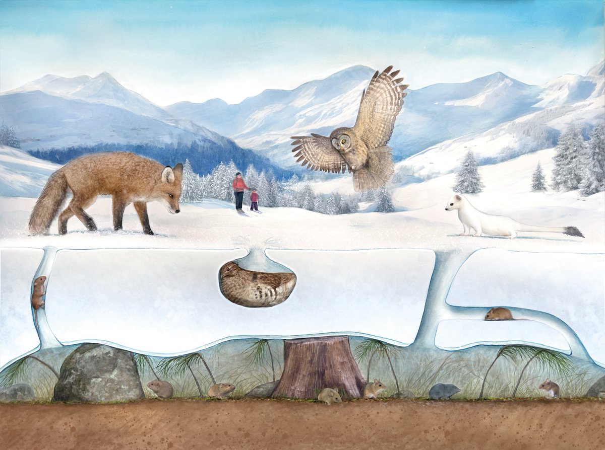 Below the Snow | The world of wildlife beneath the white surface of winter By Ellen Horowitz 'It's not exactly balmy down there in the subnivean zone, but it's warm enough for small animals to survive.' Article link: bit.ly/435EIX5 Illustration: Liz Bradford