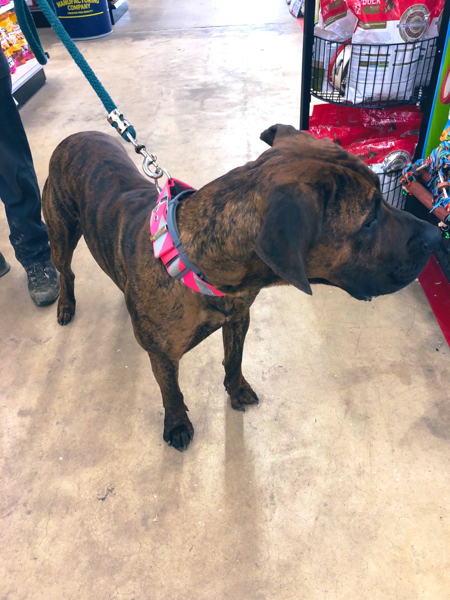 I made a new fur friend yesterday. He’s sweet as can be . #WestJefferson #NorthCarolina #Pet #Pets #Dog #Dogs #furbaby #furbabies #ilovedogs #BestFriend #furryfriends