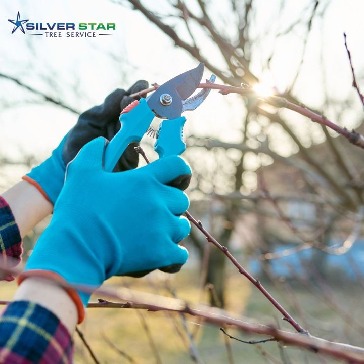SilverStarTree1's tweet image. Pruning and Trimming!
Now is the time for winter pruning and trimming and to prepare your trees for spring growth. To shape and manage your trees properly, give us a call for a free no-obligation estimate.
zcu.io/x2PB
#silverstartreeservice
#vernontreeservice