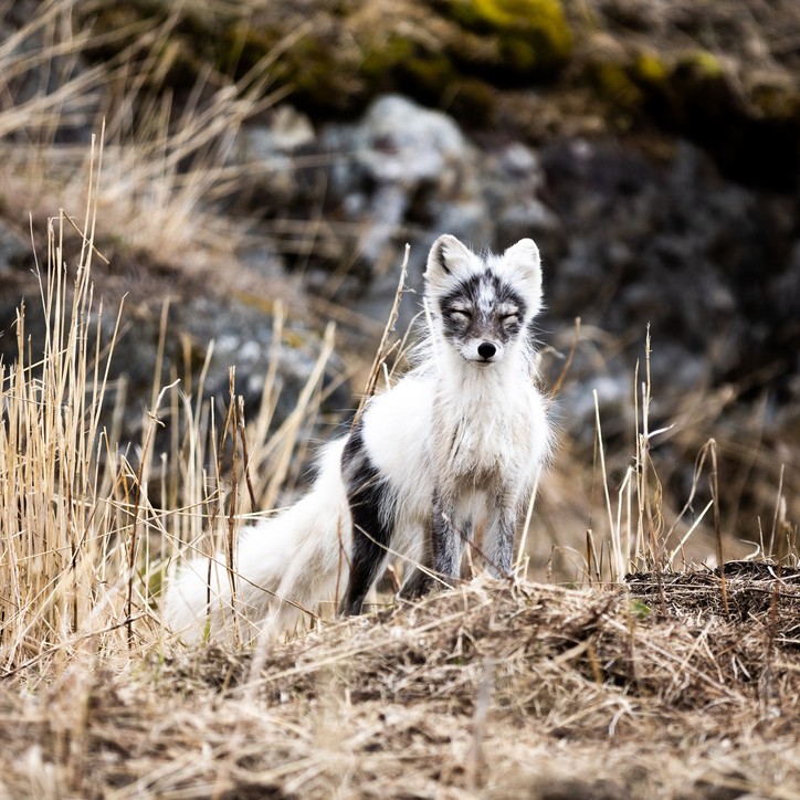 This charming little guy seems to be everywhere, always spotted with a friendly smile! 🦊 📸 Tom Cochrane Photo