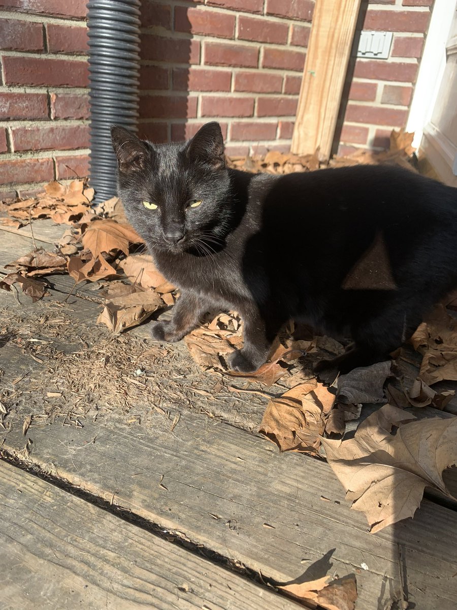 FloofyMom's tweet photo. Oh no I’m not letting #tippertuesday go without a #TunaTuesday photo of me after a #hedgewatch. This is my day Tipper! #CatsOfTwitter #catsofx #panfur #BlackCat https://t.co/lvTD72m4a3