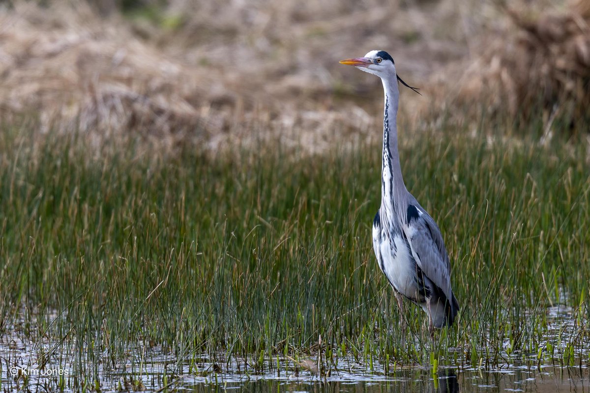 Grey Heron behind the visitor centre at @RSPBLakenheath yesterday. @Natures_Voice @CanonUKandIE @ElyPhotographic