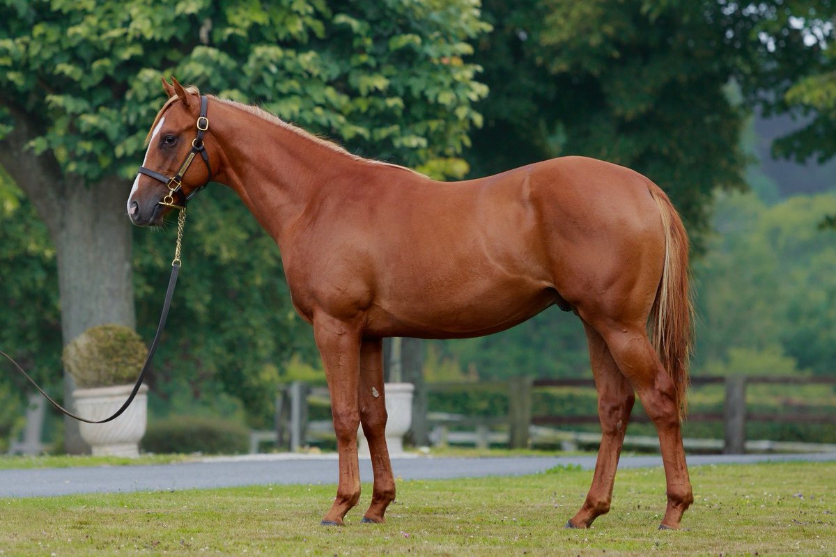 Congrats to the connection of promising Eldio winner today @fgchantilly for @HeadRacing1 @lemaitre60LA He was bred @EcurieMonceaux for @Chinahorseclub sold @InfoArqana to @Bozzibloodstock Haras Assiro by our dear @AgaKhanStuds Siyouni