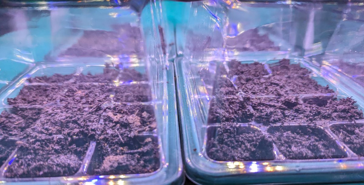 HareScawton's tweet photo. Not bad for 3 days growth….
#IndoorGrowing
#PlantStarterKit
#KitchenGarden 🌿 🌸
#MicroHerbs 🌱
#PlotToPlate 🪴 ➡️ 🍽
#EdibleFlowers 🌺
#ChefsGarden 🥕
#GreenFingers
@chefpauljackson https://t.co/gtHvlGo3iV