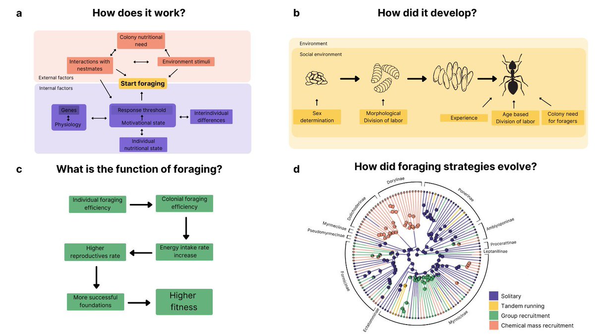 It’s out! Check out our revision on ant foraging behaviours using an ethological approach. We point out current knowledge gaps and new directions for research to attain the integrative multidisciplinary understanding of behaviour advocated by Tinbergen. frontiersin.org/articles/10.33…