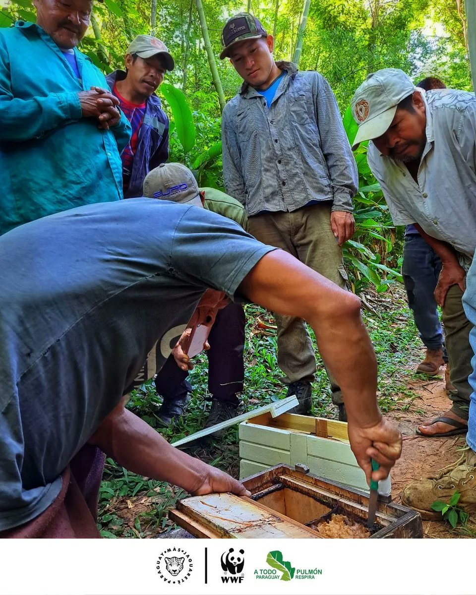 atodopulmonPY's tweet image. 🐝 ¿Sabías que la apicultura nos ayuda a conservar activamente nuestros bosques? 🌳

📝 La conservación activa es una forma de fortalecer los ecosistemas generando una actividad rentable para las comunidades.