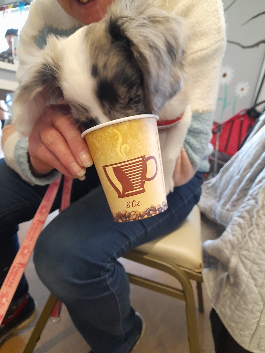 OHPP3's tweet photo. 2/2 Our next walk will be on the 19th of March, we cannot wait! More info in the poster below.
In the mean time, we'll leave you with some pics of the doggies enjoying their puppacinos.

#Bentley #Walsall #Willenhall #Walking #Dogs https://t.co/KZRcekslvN