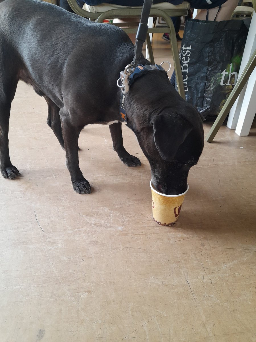 OHPP3's tweet photo. 2/2 Our next walk will be on the 19th of March, we cannot wait! More info in the poster below.
In the mean time, we'll leave you with some pics of the doggies enjoying their puppacinos.

#Bentley #Walsall #Willenhall #Walking #Dogs https://t.co/KZRcekslvN