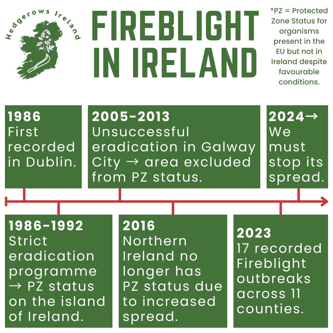 To mark #TreeWeek2024, sign & share our open letter calling for @agriculture_ie to act on the danger of Fireblight to Ireland's hedgerows. This disease is carried on imported trees and infects Hawthorn, which must then be destroyed as there is no cure.

➡️hedgerows.ie/fireblight/