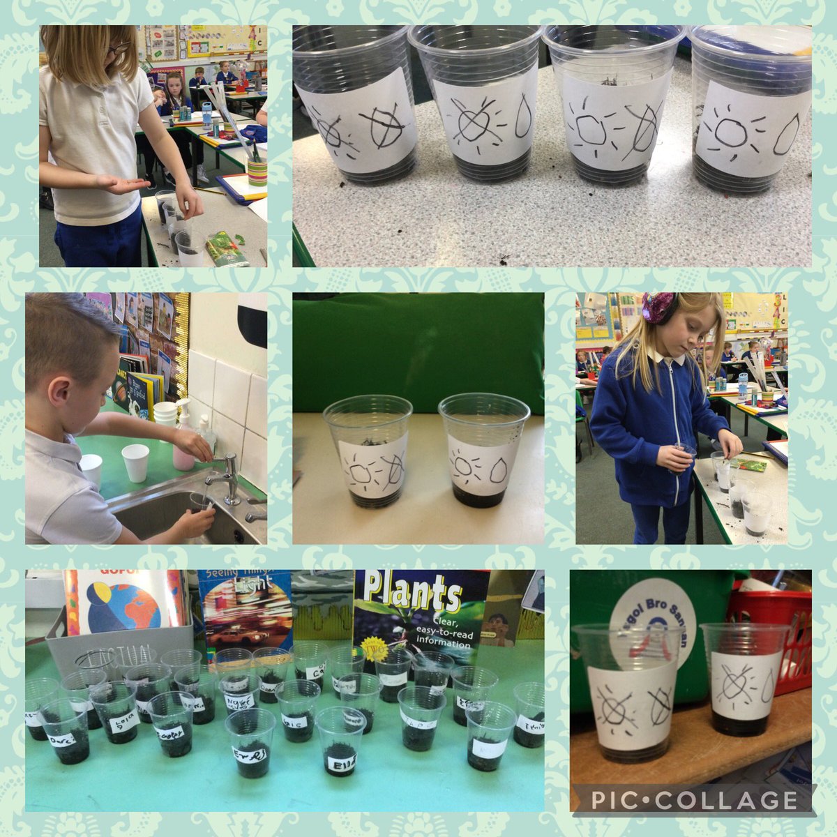 Arbrawf tyfu berwr dŵr 🌱🧪 @YsgolBroSannan <a href="/MrJamieHallett/">Mr Hallett</a> <a href="/EAS_STEM/">EAS STEM</a> 
Growing cress experiment 🌱🧪 #Helygenybs
