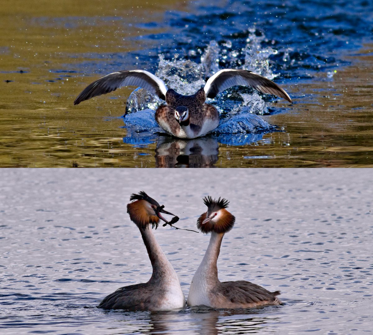 Good afternoon. At Edgbaston Reservoir this morning, I could only find three G C Grebes, but a lot of interaction between them. Great to see their courtship dance on a nice  sunny day. @WestMidsBirding .