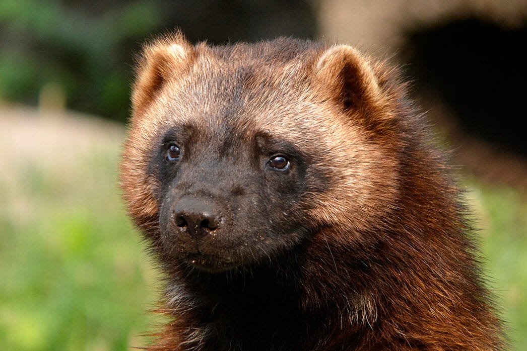 Show me your SONA vs your SPECIES