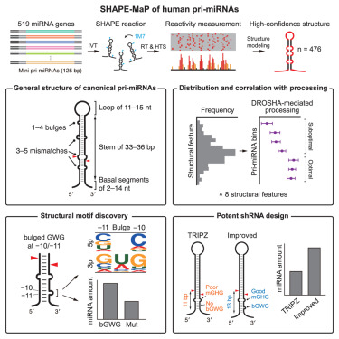 Online Now: Structural atlas of human primary microRNAs generated by SHAPE-MaP dlvr.it/T3fDm1