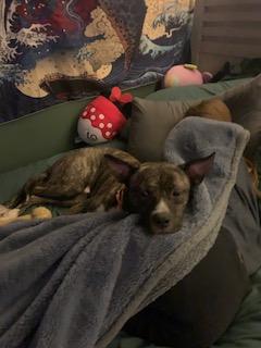 Check out Jasper!!
Jasper is currently hanging out in a foster home. He is the sweetest big baby ever and loves cuddling on the bed or couch. This boy is the best and is looking for his forever home!! 
If you are interested in Jasper, email feliciasmith84@icloud.com