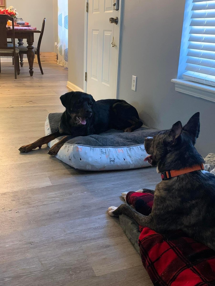 ACAS_PAWS's tweet photo. Check out Jasper!!
Jasper is currently hanging out in a foster home. He is the sweetest big baby ever and loves cuddling on the bed or couch. This boy is the best and is looking for his forever home!! 
If you are interested in Jasper, email feliciasmith84@icloud.com https://t.co/fKJ0VczH4D