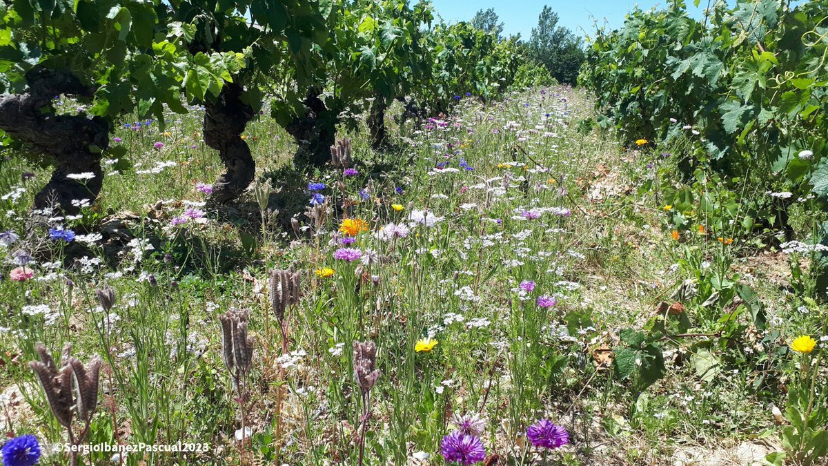 'The Spanish vineyards are usually tilled, causing the soil to lose #biodiversity. Through a cover crop, the vineyard and the soil generate life.'

Flowering vineyard soil by Sergio Ibáñez Pascual,
2nd place at #MissionSoil photo contest 2023

👉europa.eu/!m8hNX8 
#EUSoil