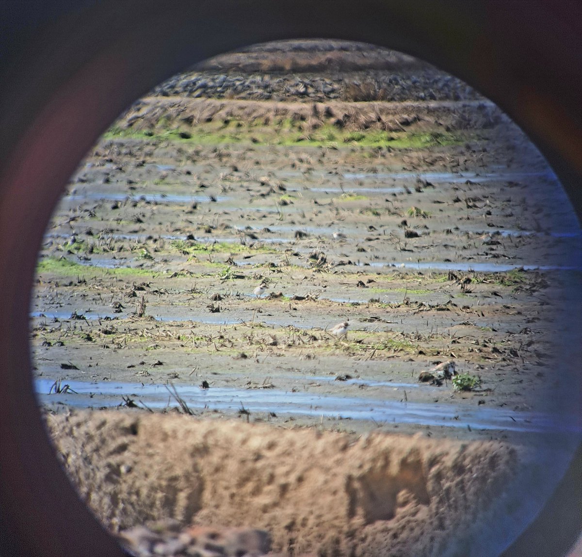 Searching for potential breeding sites of Charadrius alexandrinus to understand the requirements and preferences of the species and to carry out the best conservation actions @jamasero @_JSGutierrez @AuxVil @Iberalex_Poctep