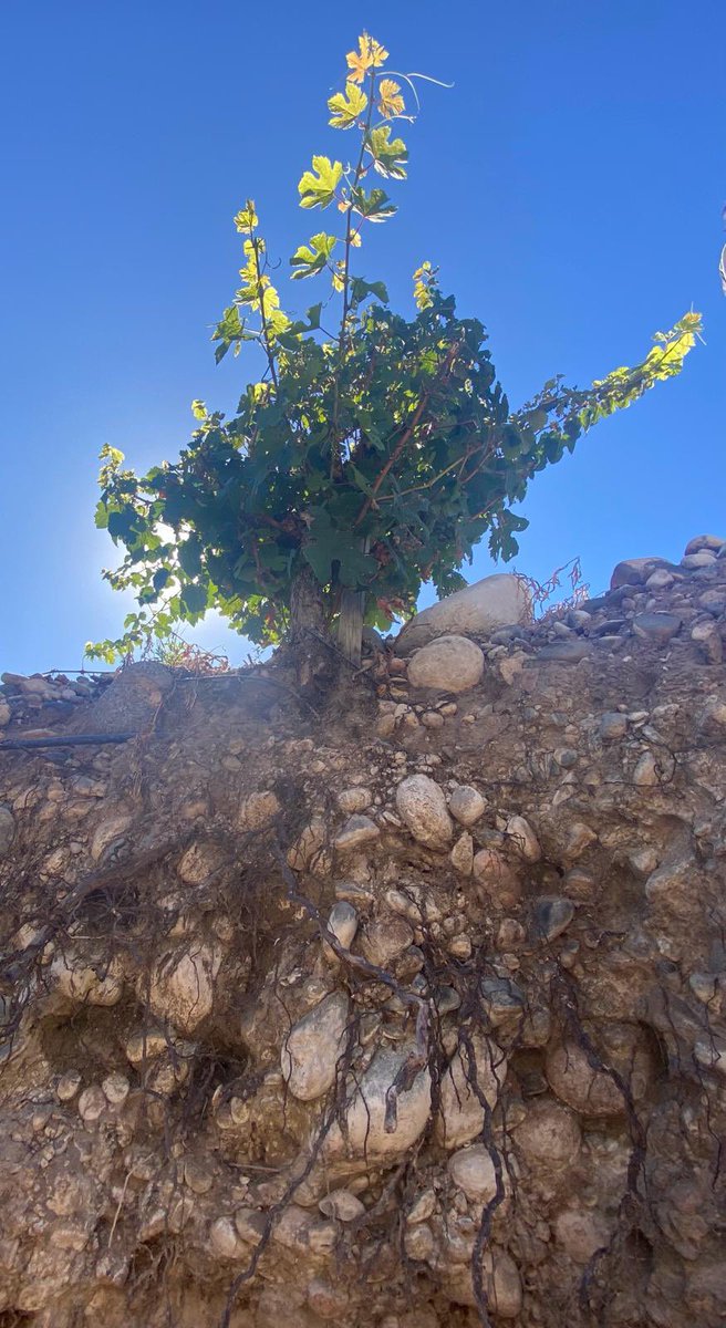 This is the view from the bottom of the vineyard pit in Dona Paula’s Alluvia. Look at those roots, struggling to survive and then somehow producing wines redolent of the incense of an ancient Catholic Cathedral. Ah, nature, coaxed into splendour but not controlled by human hand.