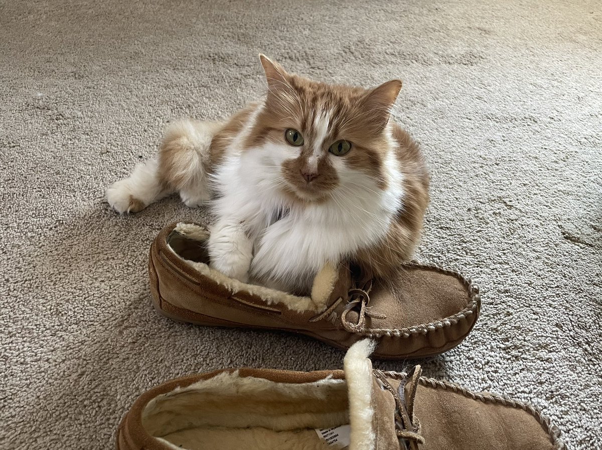 Facebook seems to be down, so here is a cat pic to get you through this difficult time.