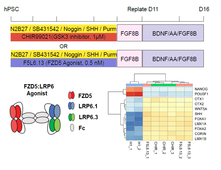 DeAndyYang's tweet photo. Given the early upregulation of FZD5 during neural induction, we utilized a tailored synthetic growth factor, F5L6.13, targeting the FZD5:LRP6 receptor complex to activate Wnt signaling. This approach effectively induces midbrain patterning from hPSCs, replacing GSK3i (6/12) https://t.co/SI8RQEx32z