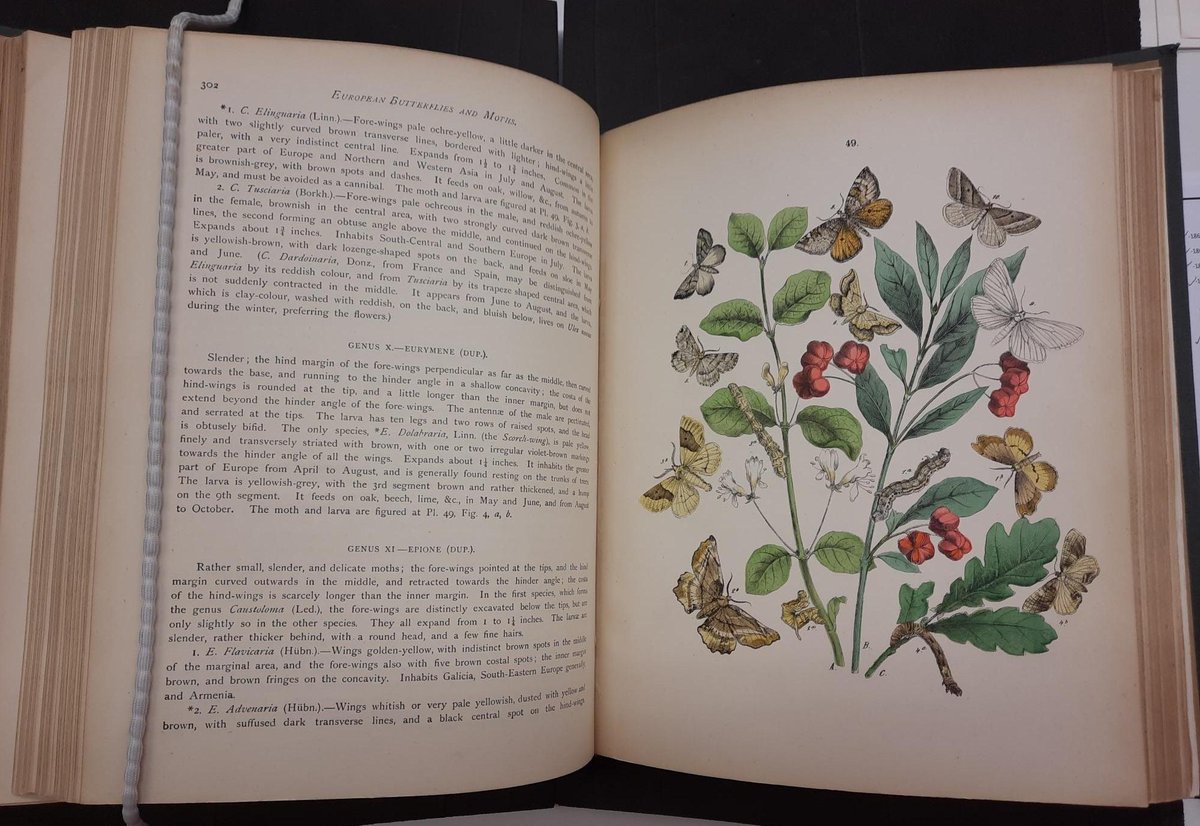 Last Sunday was #WorldWildlifeDay2024, so we selected some colourful images from W.F. Kirby's 1889 'European butterflies and moths' for you 🦋! A digitised copy is available via the @BioDivLibrary 👉ow.ly/YM5q50QKKp4 . #Gardenwildlife #rarebooks #lepidoptera