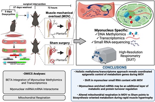 Check out this study by Ismaeel et al.: 'Coordinated Regulation of Myonuclear DNA Methylation, mRNA, and miRNA Levels Associates With the Metabolic Response to Rapid Synergist Ablation-Induced Skeletal Muscle Hypertrophy in Female Mice' ow.ly/39Xt50QLh4P