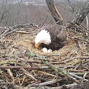 Great shot of both the Hanover eggs this morning! Be sure to tune in LIVE:

hdontap.com/index.php/vide… 

<a href="/PAGameComm/">Pennsylvania Game Commission</a> <a href="/comcastbusiness/">Comcast Business</a>