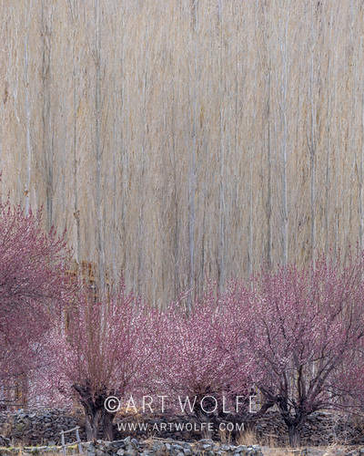 #TuesdayTree  Springtime Himalayan landscape. I love how the leafless poplars formed a neutral background for pink budding apricot trees.

Canon EOS R5, RF100-500mm F4.5-7.1 L IS USM lens, f/16 for 1/10 second, ISO 100

#ExploreCreateInspire #CanonLegend #potd #TeamCanon
