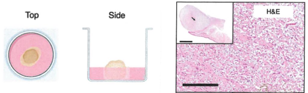 Steensma Lab tweet media