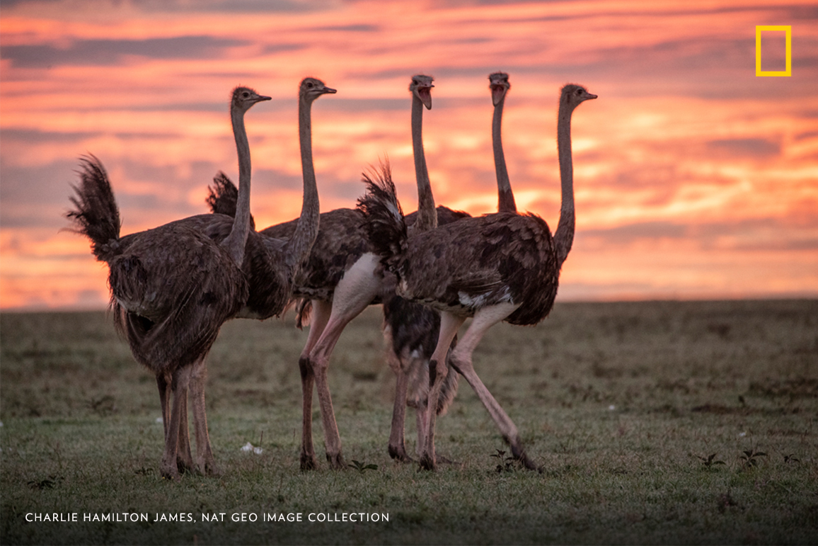 #PhotoduJour | Des autruches traversent la plaine de Topi à l'aube, au Kenya.