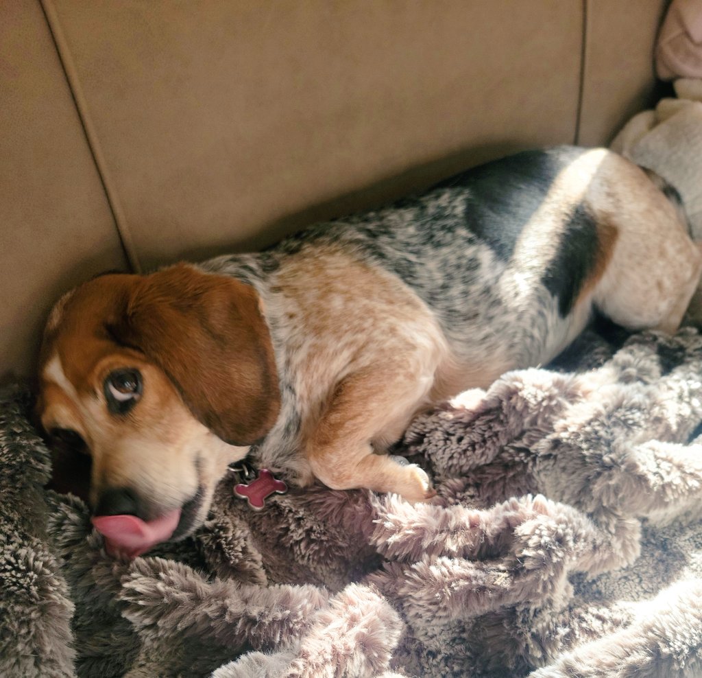 SweetSundaebeagle (@sundaebeagle) on Twitter photo I call this "Sun puddle on the couch and NO I'M NOT LEAVING but here's a #tongueouttuesday to make you happy" ๐จ๐พ๐๐ฅฐ #dogsoftwitter #beagles <a href="/beaglefacts/">Beagle Facts</a> I call this "Sun puddle on the couch and NO I'M NOT LEAVING but here's a #tongueouttuesday to make you happy" ๐จ๐พ๐๐ฅฐ #dogsoftwitter #beagles <a href="/beaglefacts/">Beagle Facts</a>