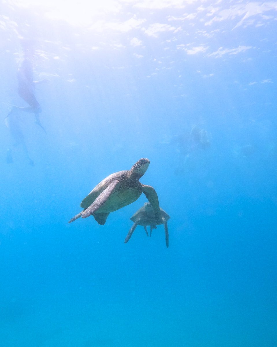 LivingOceanOahu's tweet photo. Don't let their small heads fool you, green sea turtles are amongst the largest of their kind! Weighing up to 350 pounds, they are the largest hard shelled sea turtles. 🐢🌈 Book a snorkel tour with us and come see these amazing reptiles up close! https://t.co/5QwaxTKnIc