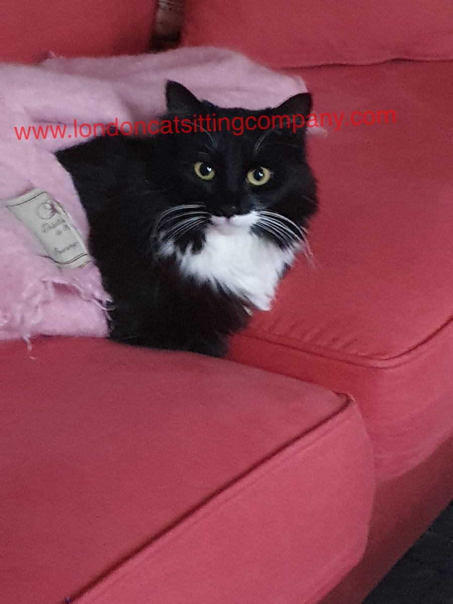 Soda in #StokeNewington #Hackney is shy but once she builds up her trust in you, she’s super friendly and purrs for you.  His cat sitter is Shirleen.
#catsitter #catsitters #housesitter #petsitters #London #Easter 
londoncatsittingcompany.com