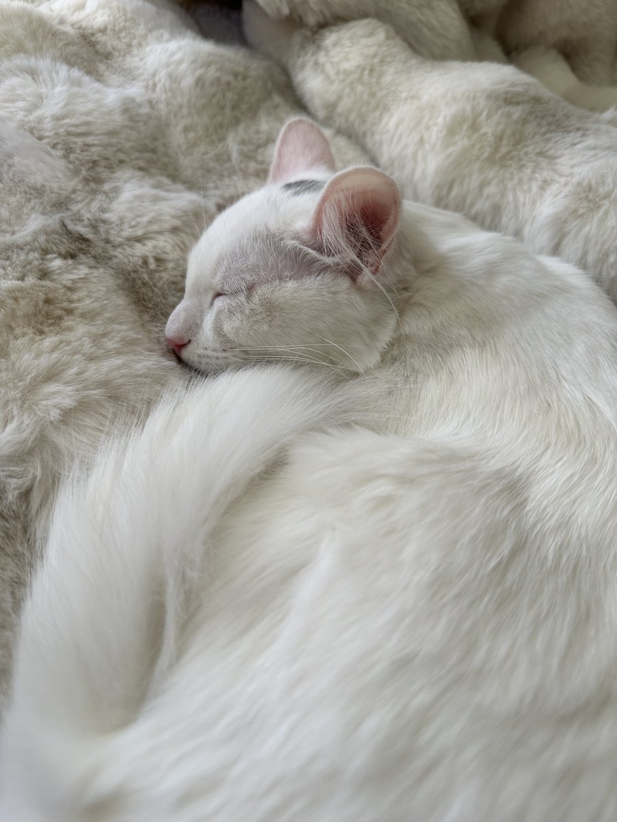 Catie Tanji tweet media