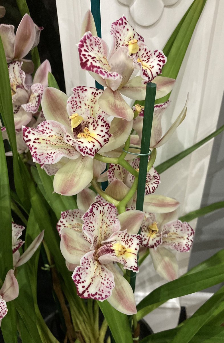 Cymbidium Peloric still looking gorgeous. Have a lovely evening everyone 🌸🩷 #cymbidium #orchid #houseplant #HouseplantHour