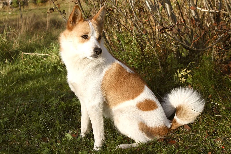 show me your FURSONA and its SPECIES