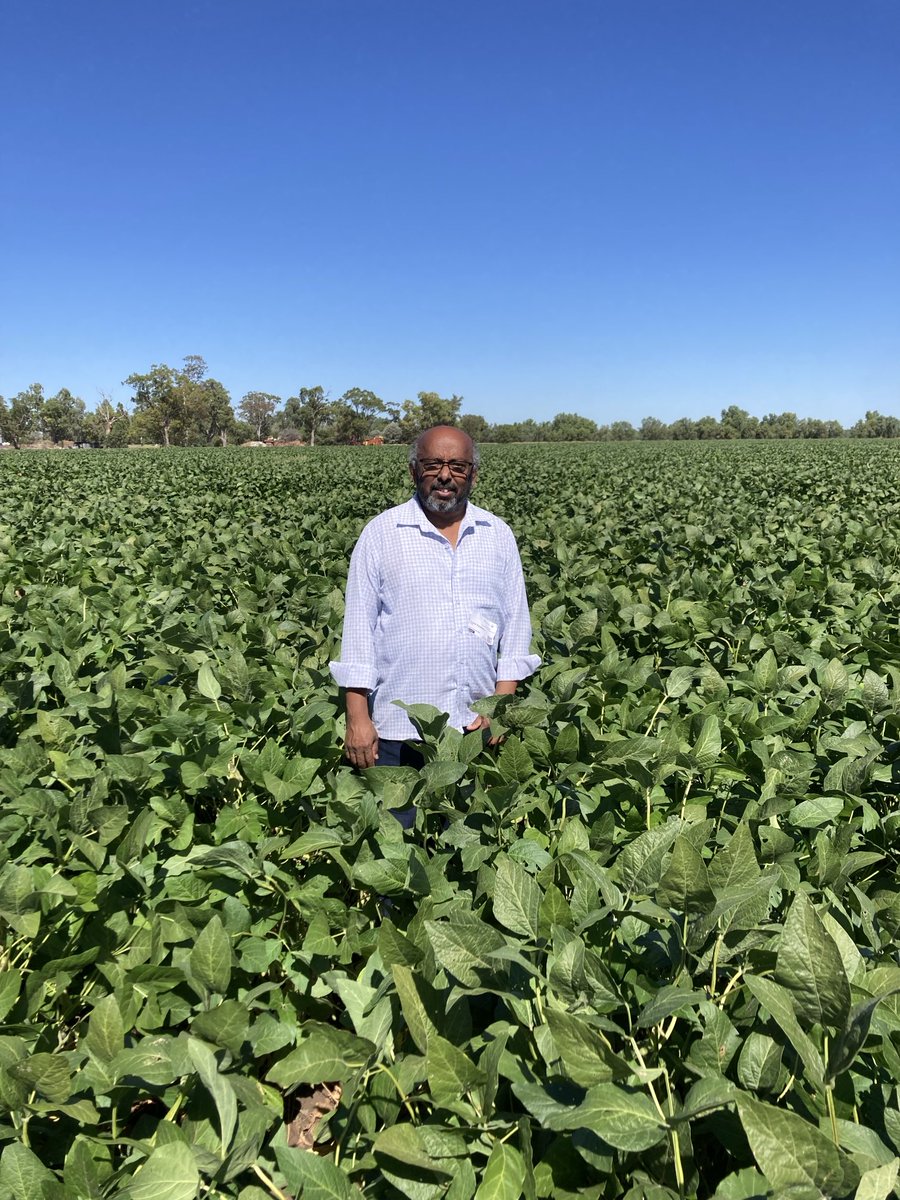 Standing in a soybean crop @CSIRO ACRI brought back memories from Masters research ⁦⁦@iaripusa1⁩