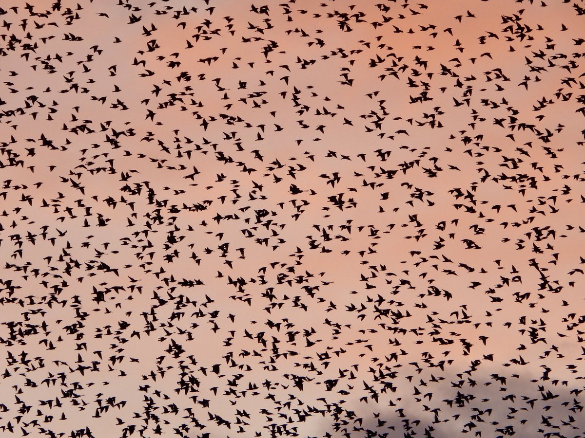 The Willington, Beds Starlings roost this evening